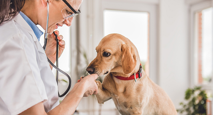 Jiangsu Dingshun Medical Supplies Co., Ltd.